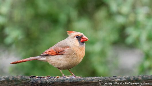 cardinal brightess adjust-2