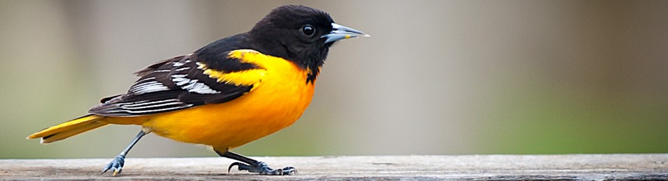 Sally Wood Nature Photography