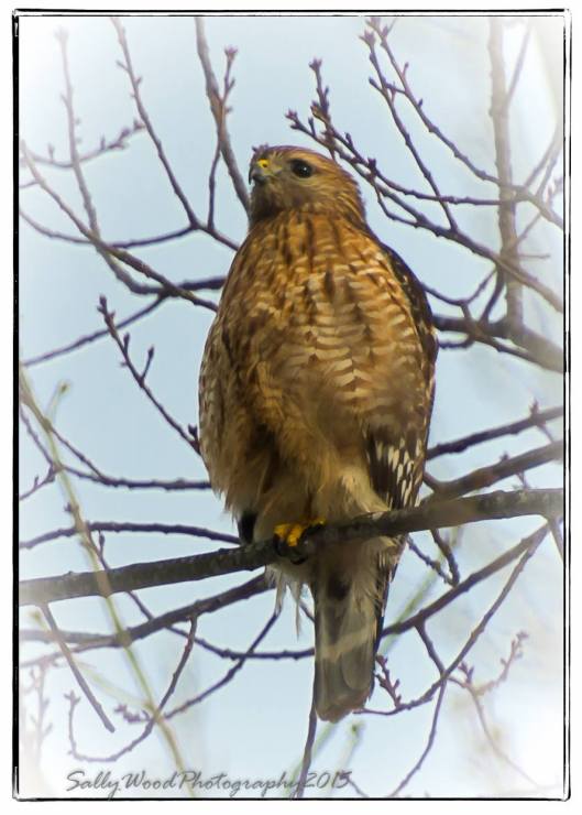 10900053_10153048163140991_2584740344637355461_o